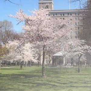 Sakura-Park